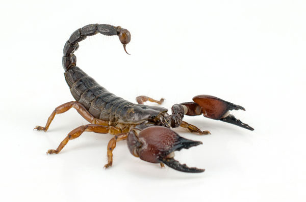 Scorpion Mani?