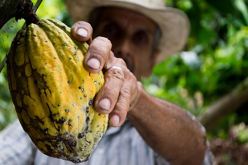 The rough, hardened hands of a produce worker shows a definite lack of manicuring.