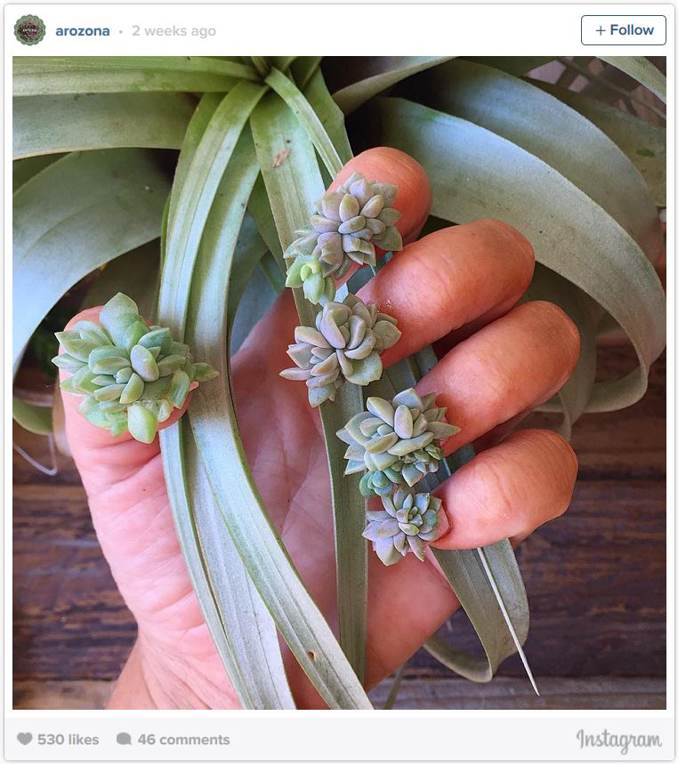 Succulents on nails - new style